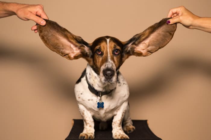 small dog with enormous ears