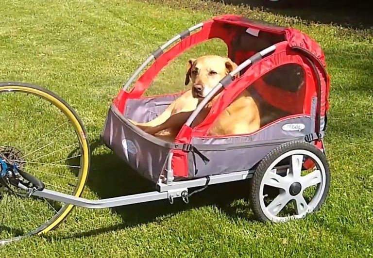7 Best Dog Trailers For Bike 2021/2022 – Reviews & Buying Guide