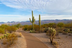 Read more about the article Arizona Bicycle Laws