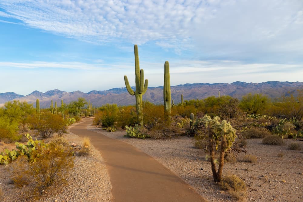 Saguaro National Park in Arizona