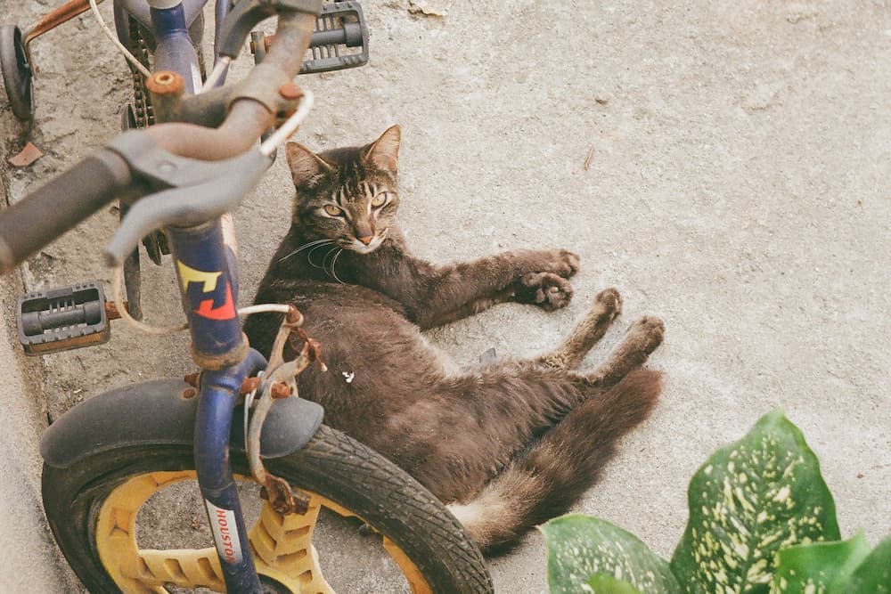 cat waiting for the bike ride