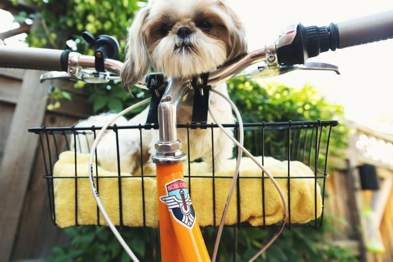 How To Ride A Bike With A Dog In A Basket?