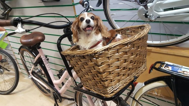small dog sitting in a bicycle dog basket
