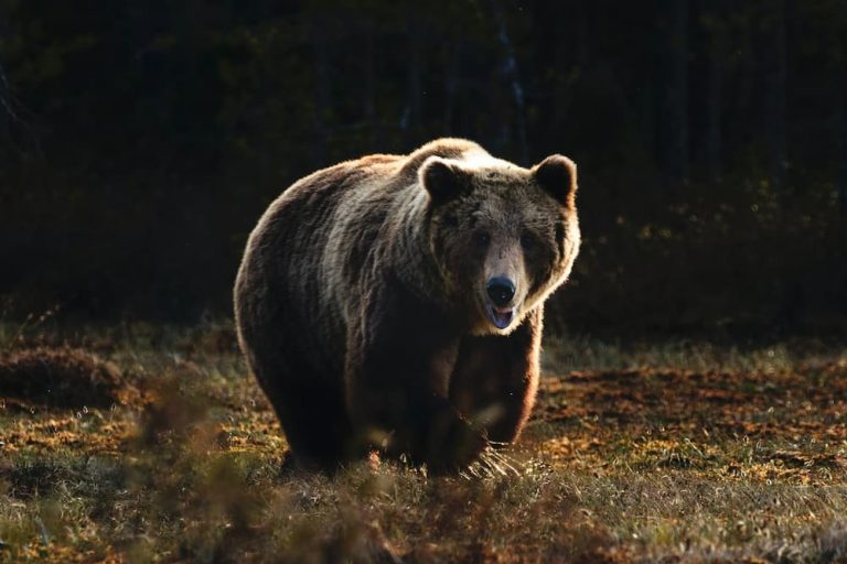 Can You Outrun A Bear On A Bike?