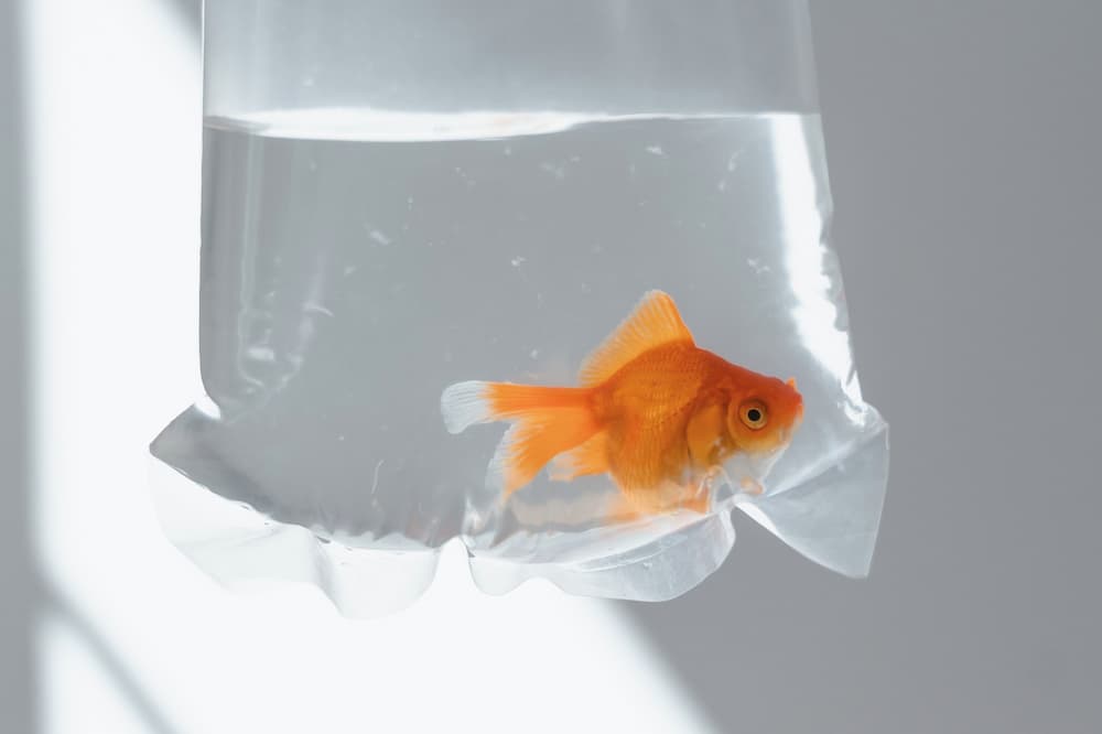 male cyclist holding a plastic bag with gold fish